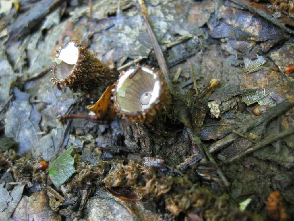 Cyathus striatus